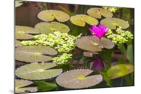 Water-Lilies-Michael Nolan-Mounted Photographic Print