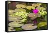 Water-Lilies-Michael Nolan-Framed Stretched Canvas