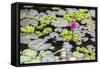 Water-Lilies-Michael Nolan-Framed Stretched Canvas