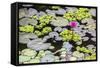 Water-Lilies-Michael Nolan-Framed Stretched Canvas