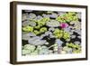 Water-Lilies-Michael Nolan-Framed Photographic Print