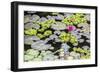 Water-Lilies-Michael Nolan-Framed Photographic Print