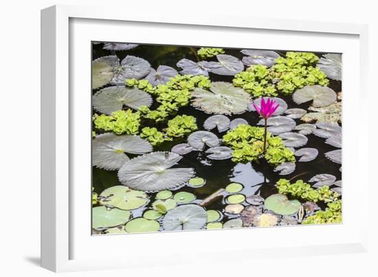 Water-Lilies-Michael Nolan-Framed Photographic Print