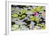 Water-Lilies-Michael Nolan-Framed Photographic Print
