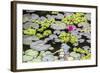 Water-Lilies-Michael Nolan-Framed Photographic Print