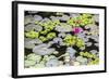 Water-Lilies-Michael Nolan-Framed Photographic Print