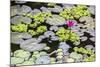 Water-Lilies-Michael Nolan-Mounted Photographic Print