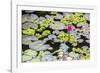 Water-Lilies-Michael Nolan-Framed Photographic Print