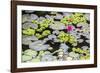 Water-Lilies-Michael Nolan-Framed Photographic Print