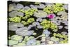 Water-Lilies-Michael Nolan-Stretched Canvas
