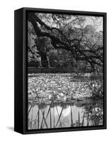 Water Lilies-null-Framed Stretched Canvas