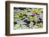 Water-Lilies-Michael Nolan-Framed Photographic Print