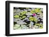 Water-Lilies-Michael Nolan-Framed Photographic Print