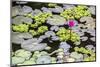 Water-Lilies-Michael Nolan-Mounted Photographic Print