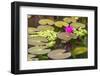 Water-Lilies-Michael Nolan-Framed Photographic Print