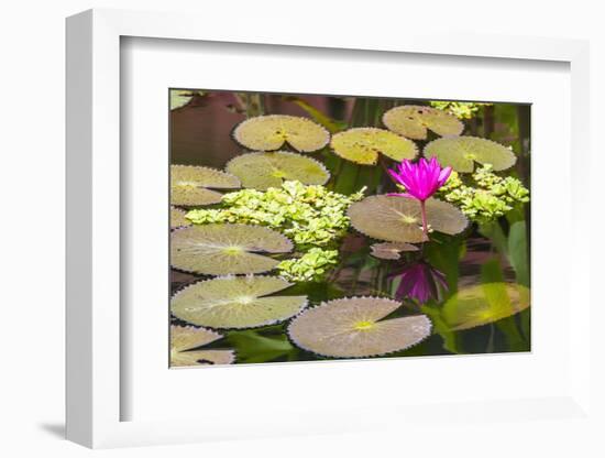 Water-Lilies-Michael Nolan-Framed Photographic Print