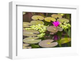 Water-Lilies-Michael Nolan-Framed Photographic Print