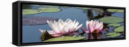 Water Lilies-Michael Shake-Framed Stretched Canvas
