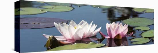 Water Lilies-Michael Shake-Stretched Canvas