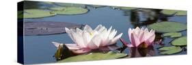 Water Lilies-Michael Shake-Stretched Canvas