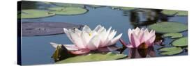 Water Lilies-Michael Shake-Stretched Canvas