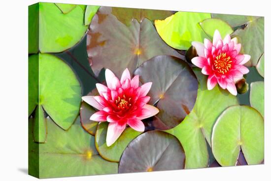 Water Lilies.-MikeBraune-Stretched Canvas