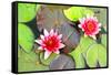 Water Lilies.-MikeBraune-Framed Stretched Canvas