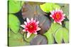 Water Lilies.-MikeBraune-Stretched Canvas