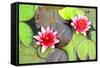Water Lilies.-MikeBraune-Framed Stretched Canvas