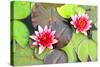 Water Lilies.-MikeBraune-Stretched Canvas