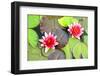 Water Lilies.-MikeBraune-Framed Photographic Print