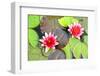 Water Lilies.-MikeBraune-Framed Photographic Print