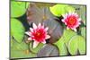 Water Lilies.-MikeBraune-Mounted Photographic Print