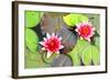 Water Lilies.-MikeBraune-Framed Photographic Print