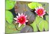Water Lilies.-MikeBraune-Mounted Photographic Print