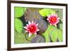 Water Lilies.-MikeBraune-Framed Photographic Print