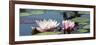 Water Lilies-Michael Shake-Framed Photographic Print