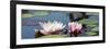 Water Lilies-Michael Shake-Framed Photographic Print