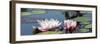 Water Lilies-Michael Shake-Framed Photographic Print