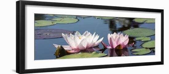 Water Lilies-Michael Shake-Framed Photographic Print