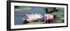 Water Lilies-Michael Shake-Framed Photographic Print