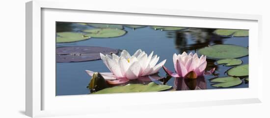 Water Lilies-Michael Shake-Framed Photographic Print