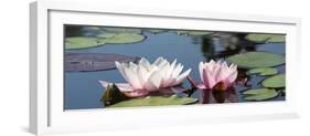 Water Lilies-Michael Shake-Framed Photographic Print
