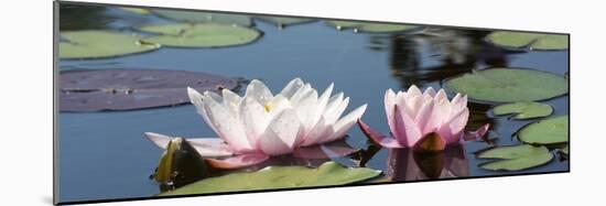 Water Lilies-Michael Shake-Mounted Photographic Print