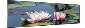 Water Lilies-Michael Shake-Mounted Photographic Print