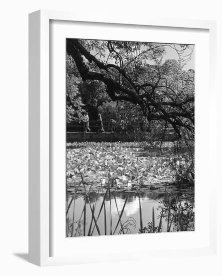 Water Lilies-null-Framed Photographic Print