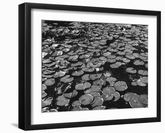 Water Lilies-null-Framed Photographic Print