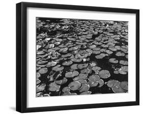 Water Lilies-null-Framed Photographic Print