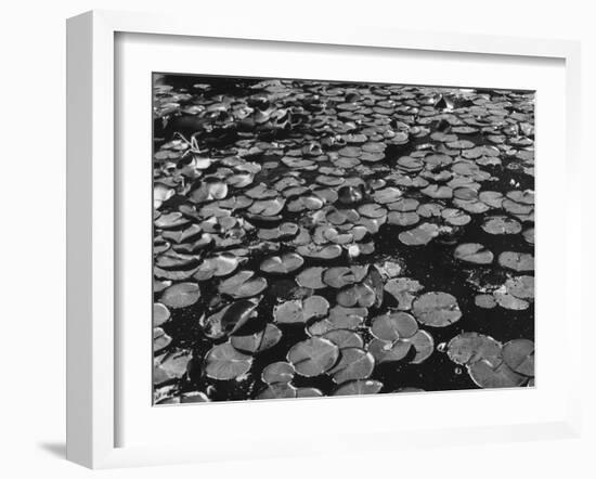 Water Lilies-null-Framed Photographic Print