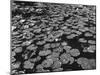 Water Lilies-null-Mounted Photographic Print